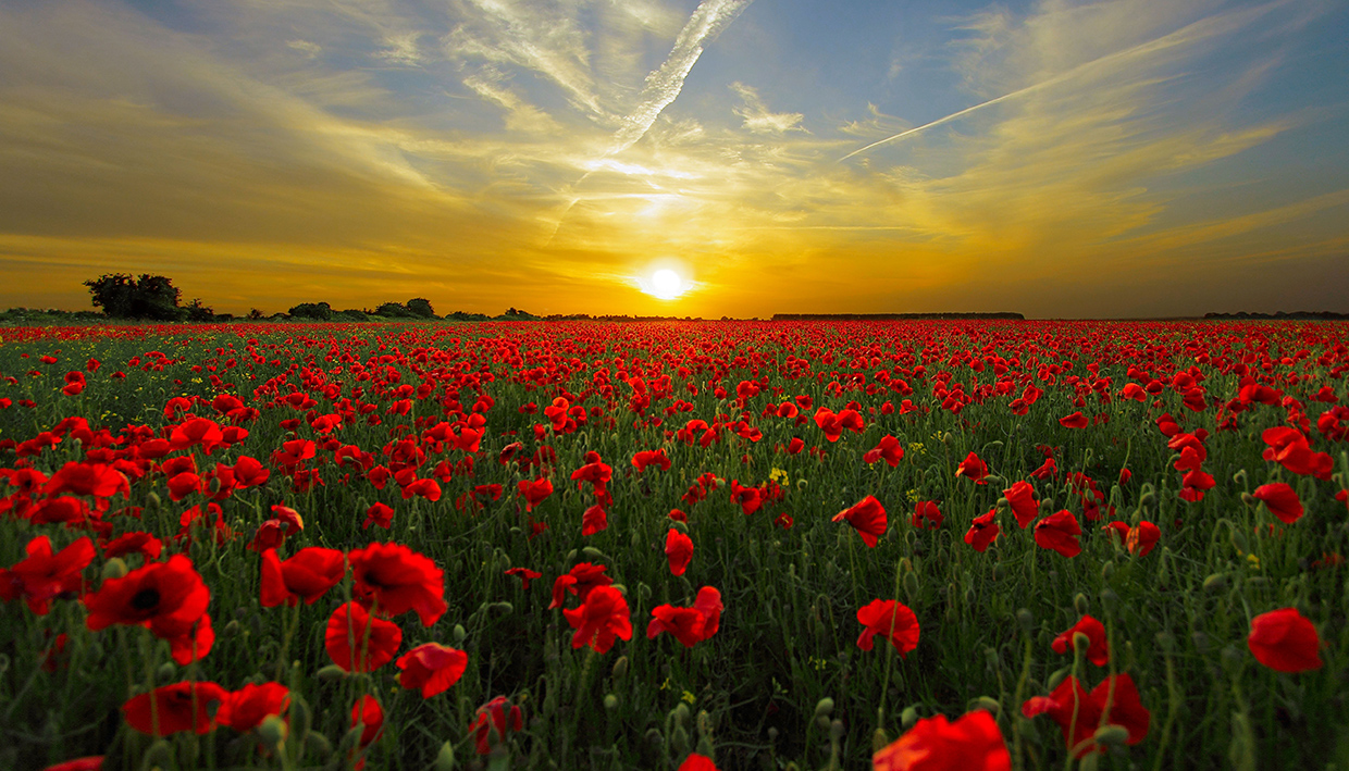 ¿Que tiene que ver la teoría del color con un campo de amapolas?